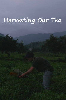 Harvesting Our Tea poster