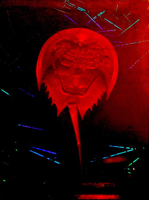 A Horseshoe Crab Story