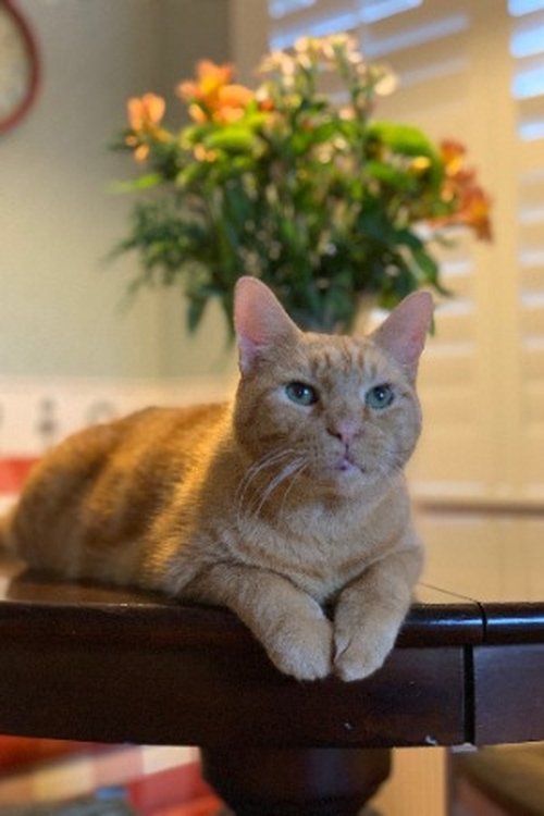 Murphy the Cat as Murphy the Cat