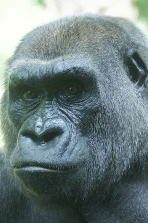 Triska as Featured Gorilla