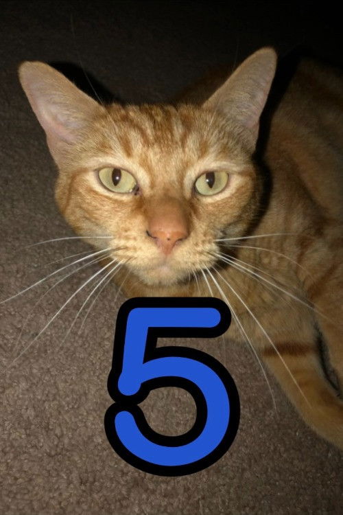 The Adventures of Murphy the Cat #5