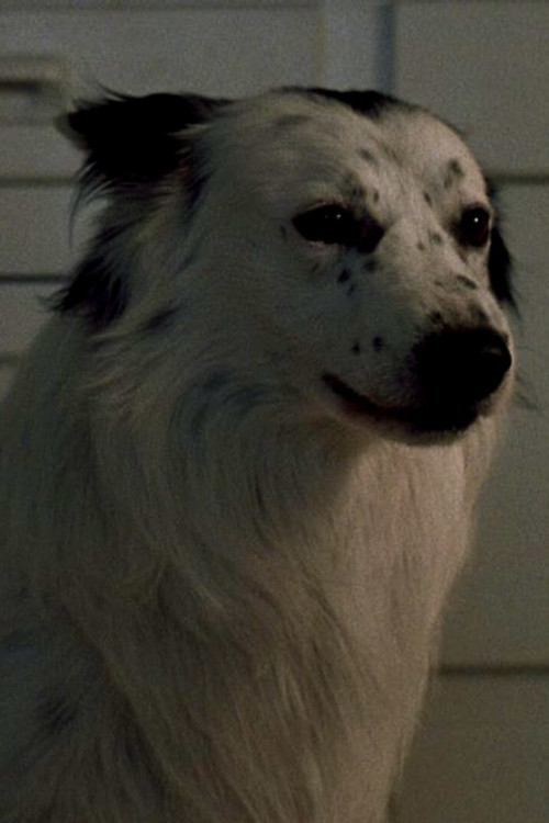 Jake as Dog at Party (uncredited)