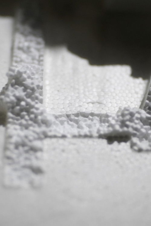 Tenebrio molitor poster