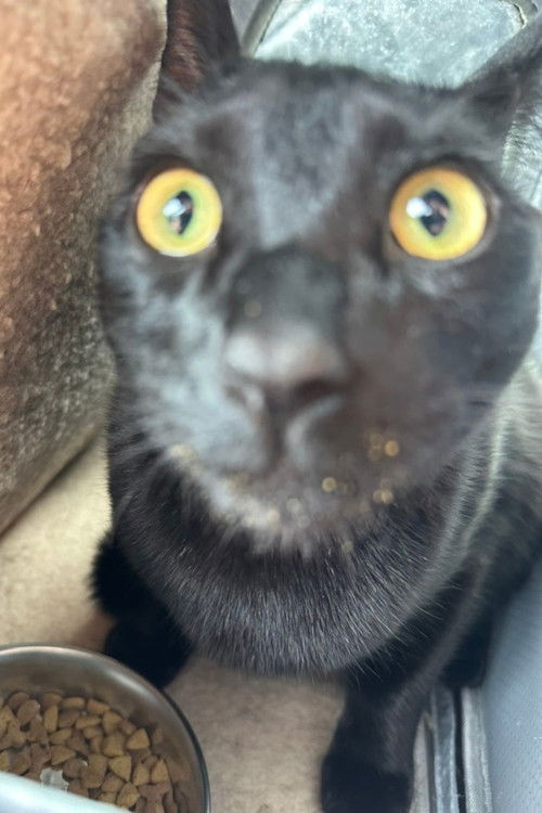 Bean Burrito Beynon as Robert