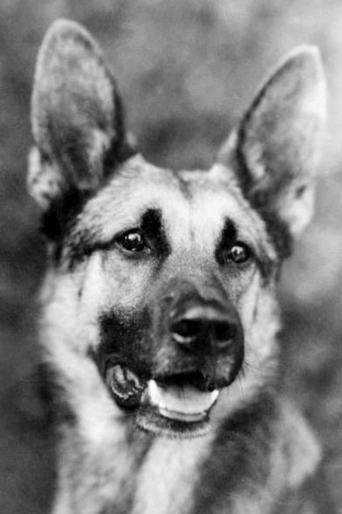 Strongheart as Flash, the dog