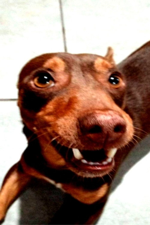 Tayson cooldog as Tayson