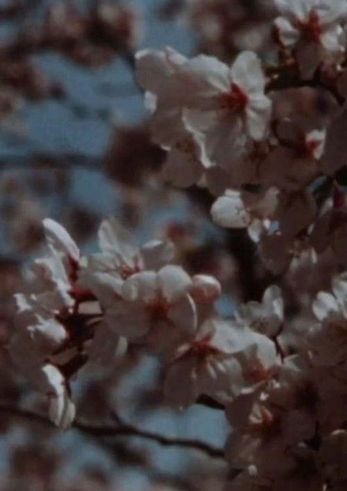 Sakura, Sakura poster