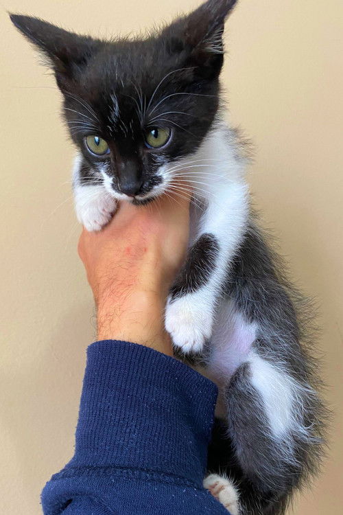 Mimo da Silveira as The Child