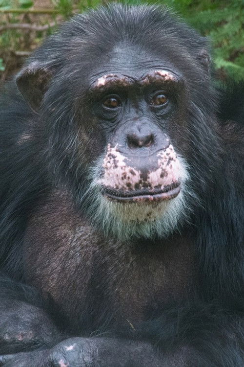 Sjimpansen Julius as Self / Archive Photo