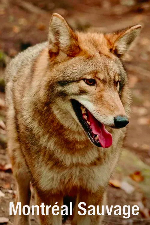 Montréal sauvage