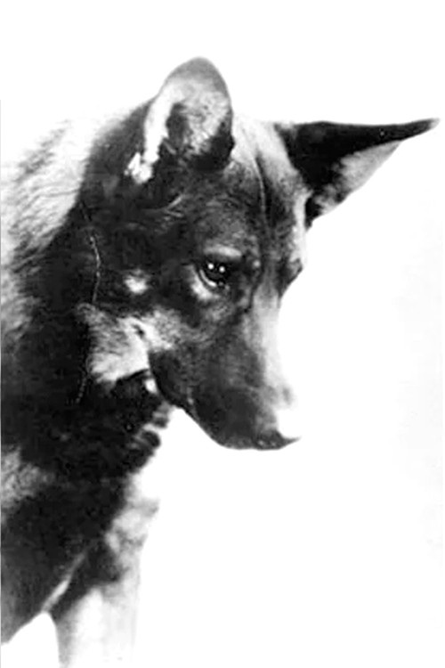 Rin-Tin-Tin as The Dog