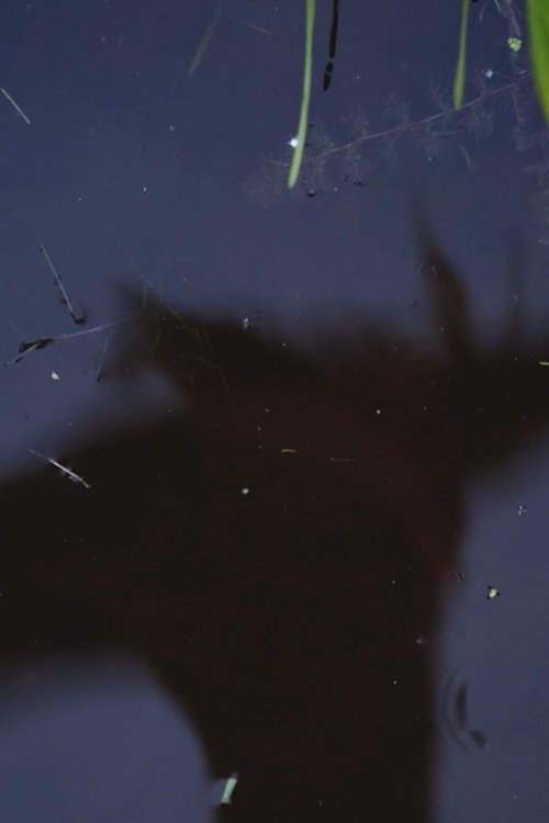 Ditch jumping re-enactment poster