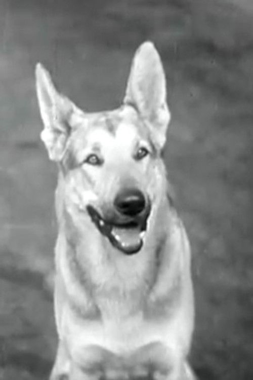 Tarzan as Tarzan (as Tarzan the Police Dog)