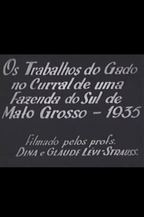 Cattle Work in the Corral of a Farm in Southern Mato Grosso