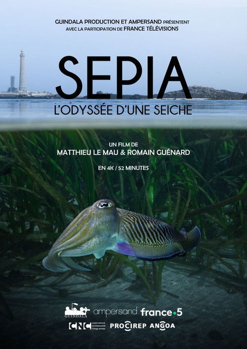 Sépia, l'odyssée d'une seiche poster