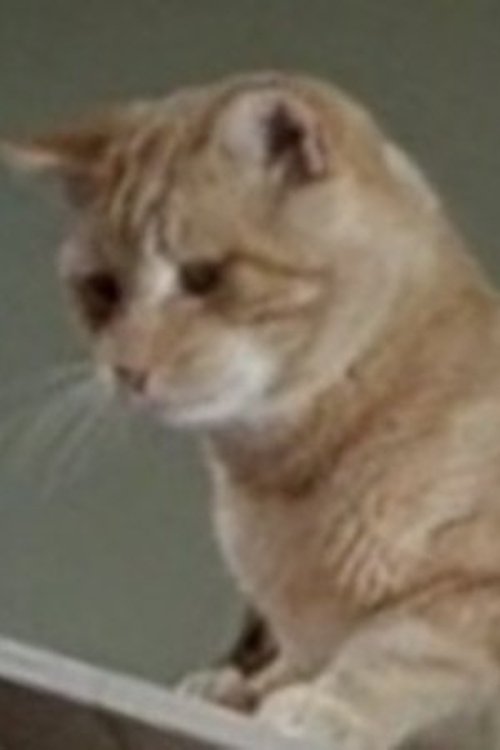 Orangey as Cleopatra