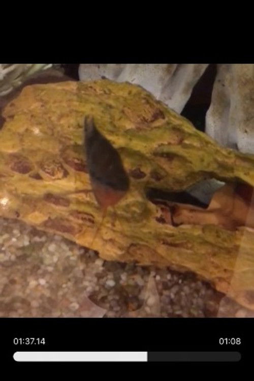 Random Fish Leader as Joseph