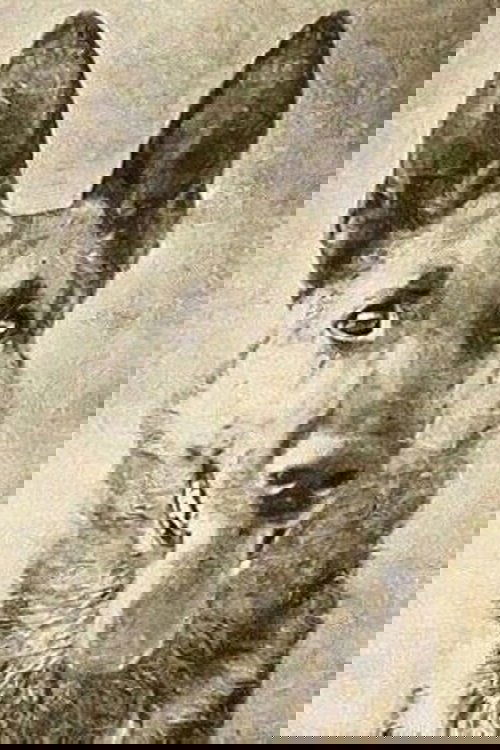 Thunder the Dog as Thunder