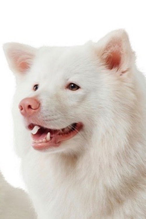 Meechok as Brownie / Young Gohan