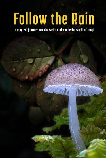 Follow the Rain