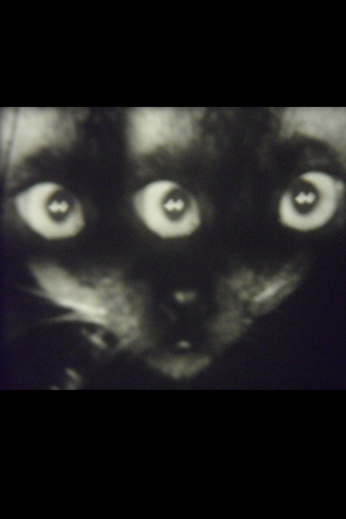 Wee Gee’s Camera Magic