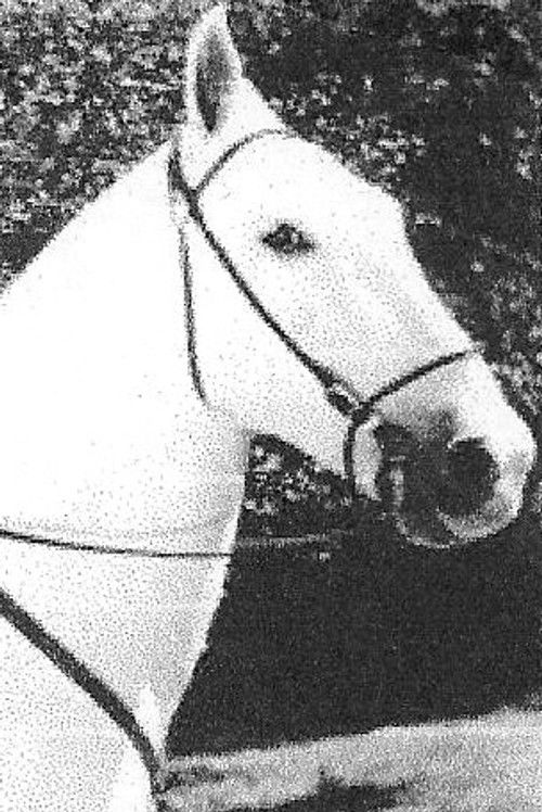 Silver King the Horse as Ted's Horse