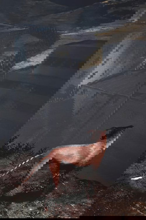 Songs for a Passerby poster