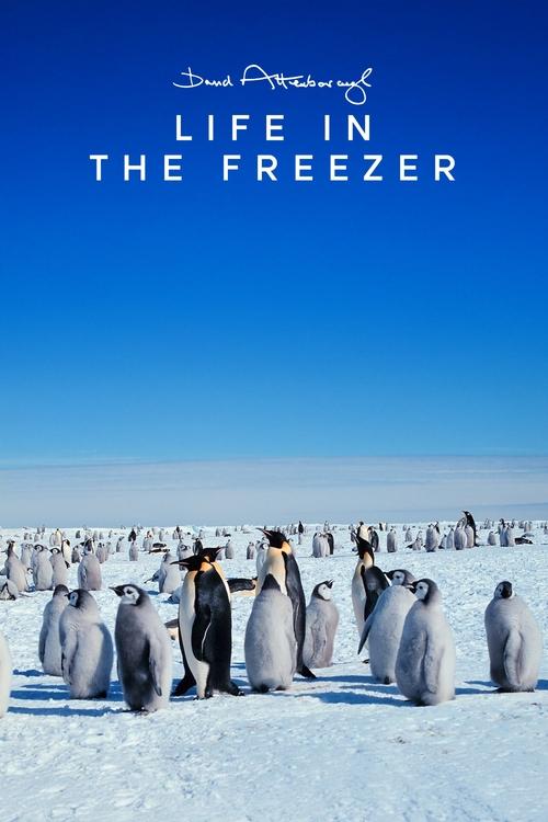 Life in the Freezer poster