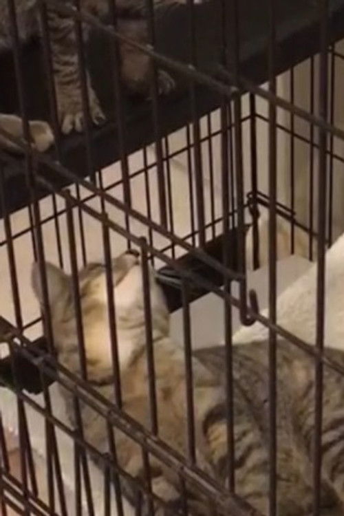 Random Twin Cat #2 as Tickie