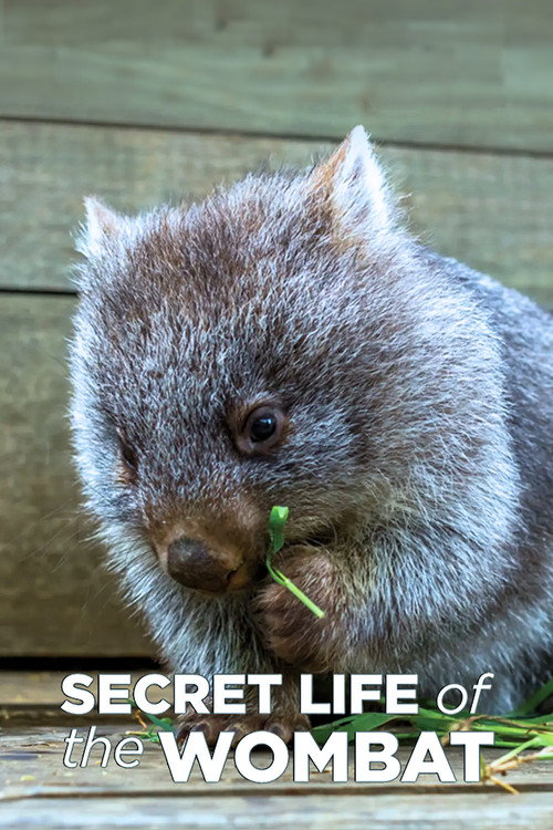 Secret Life of the Wombat