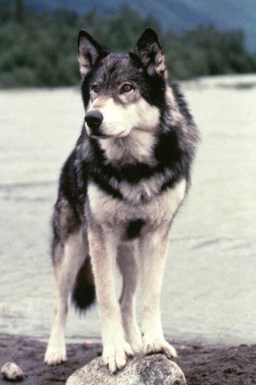 Jed as White Fang (uncredited)