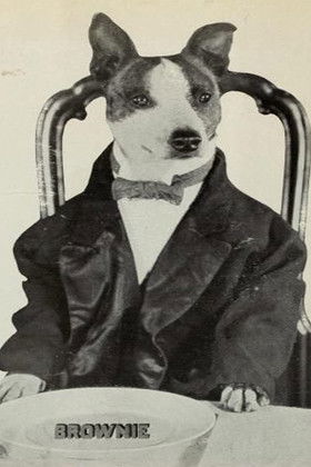 Brownie the Wonder Dog as Brownie