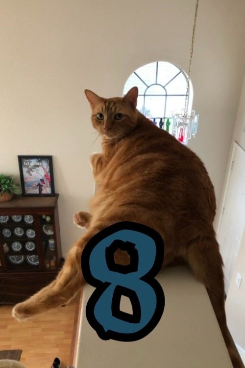 The Adventures of Murphy the Cat #8 poster