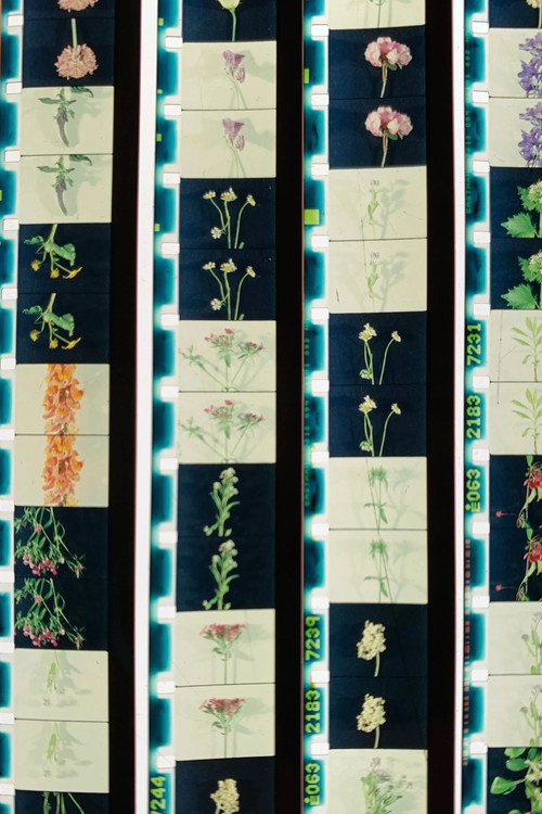 Lover, Lovers, Loving, Love