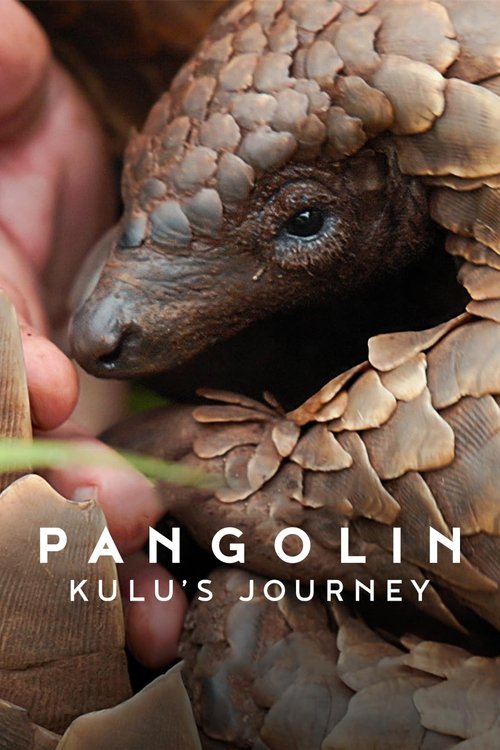 Pangolin: Kulu's Journey poster