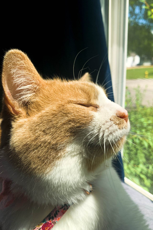 Cheyenne Childers as Kitty #2