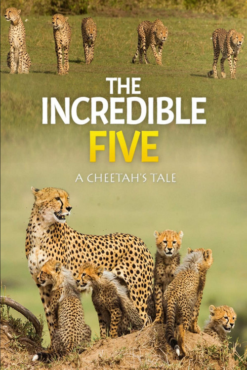 The Incredible Five: A Cheetah's Tale