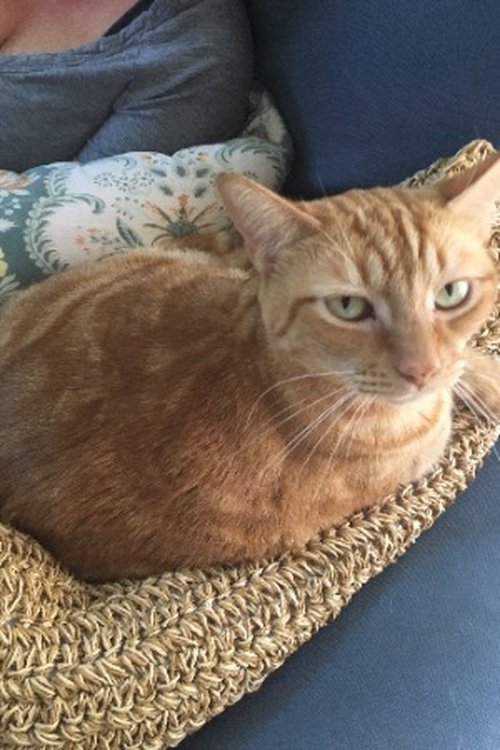 Oliver the Cat as Oliver the Cat