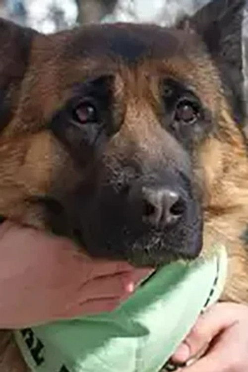 Zhaklin as Африка