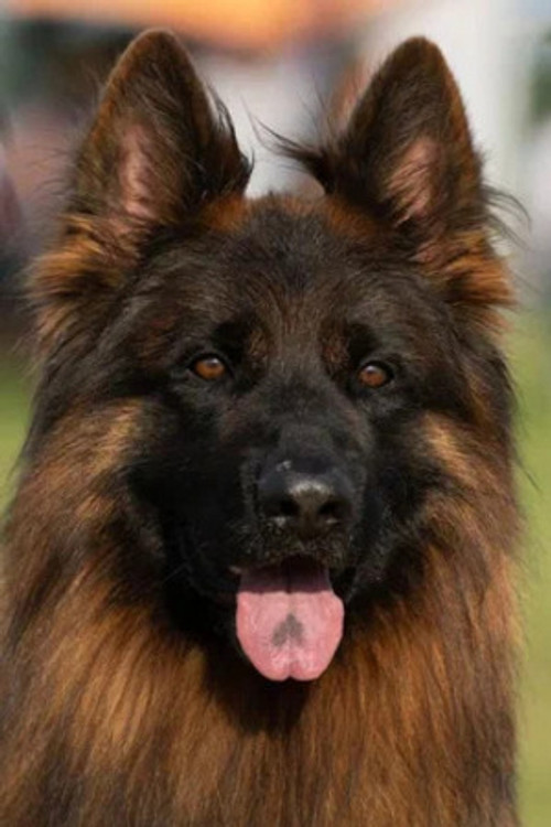 Эрос Тим Торретта profile photo