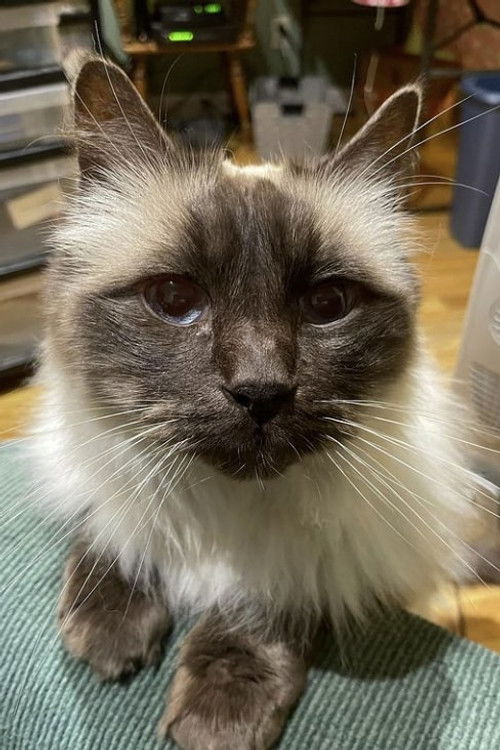 Timmy the Cat as Timothy