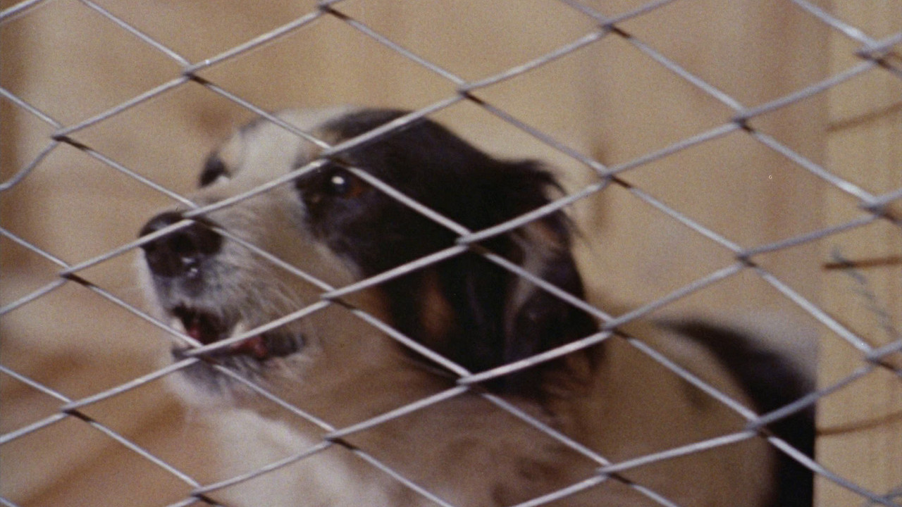 Mondo Cane 2 backdrop