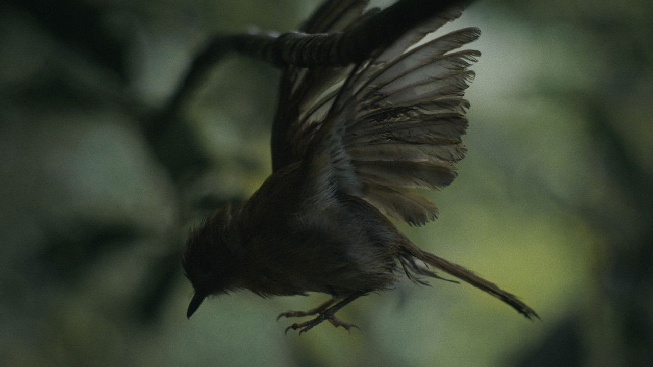 Broken Wings backdrop