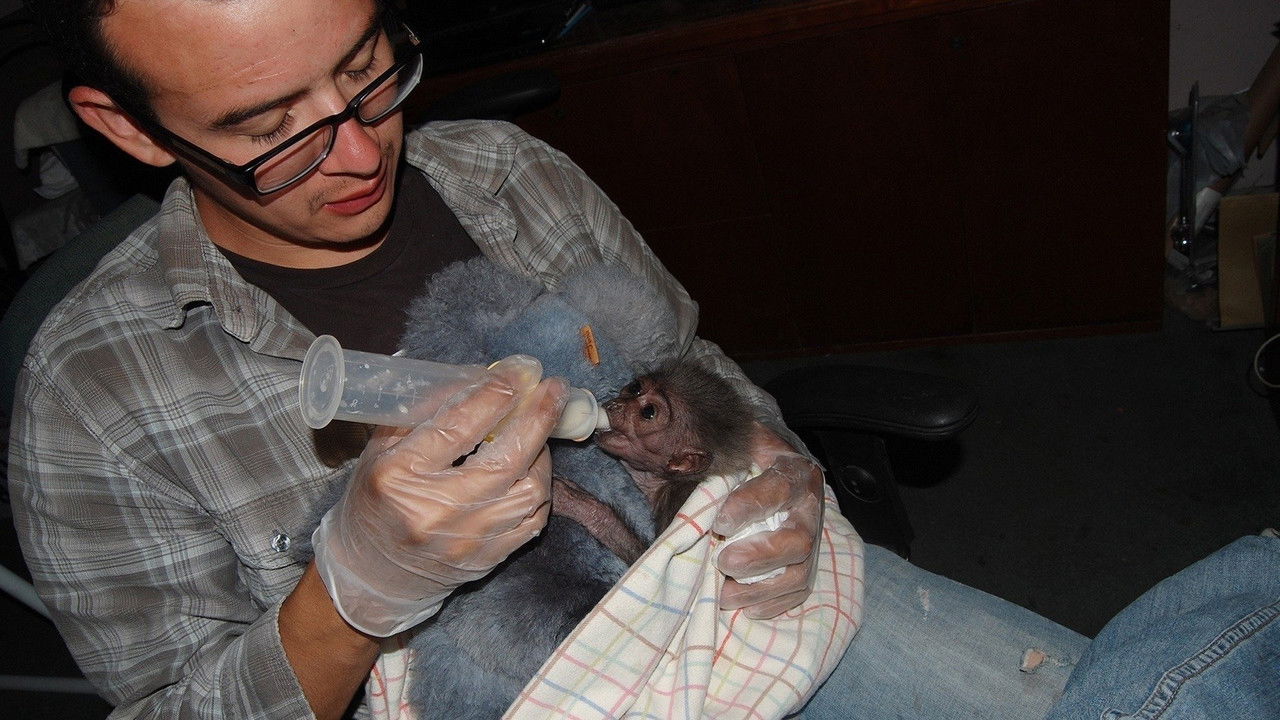 The Center: Gibbons and Guardians backdrop