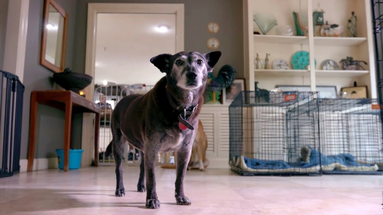 Life in the Doghouse backdrop