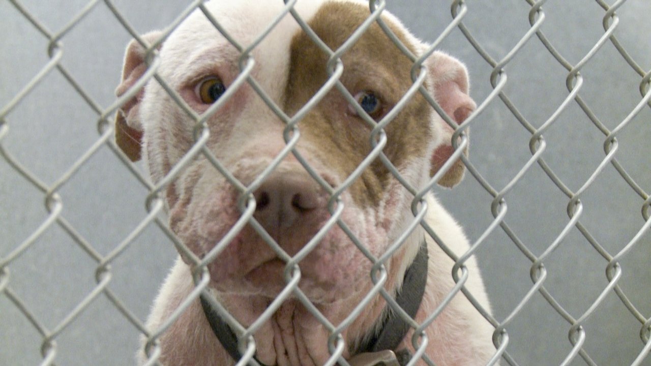 One Nation Under Dog backdrop