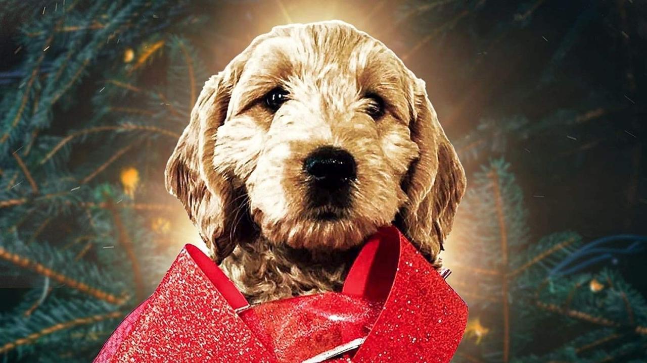 The Christmas Doodle backdrop