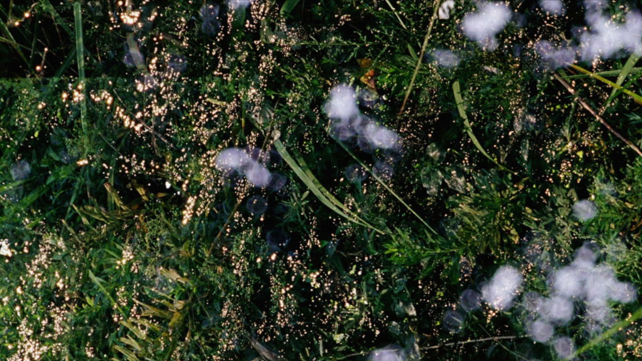 Still in Cosmos backdrop