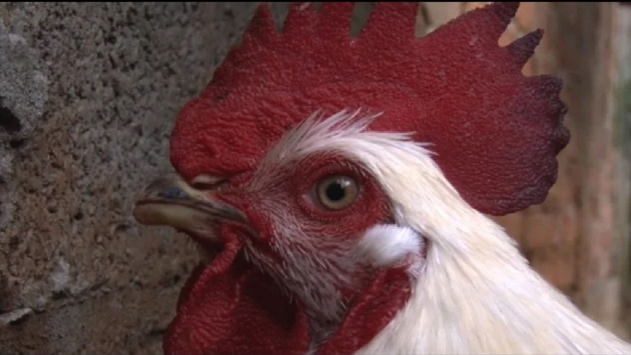 La Santa Cena backdrop