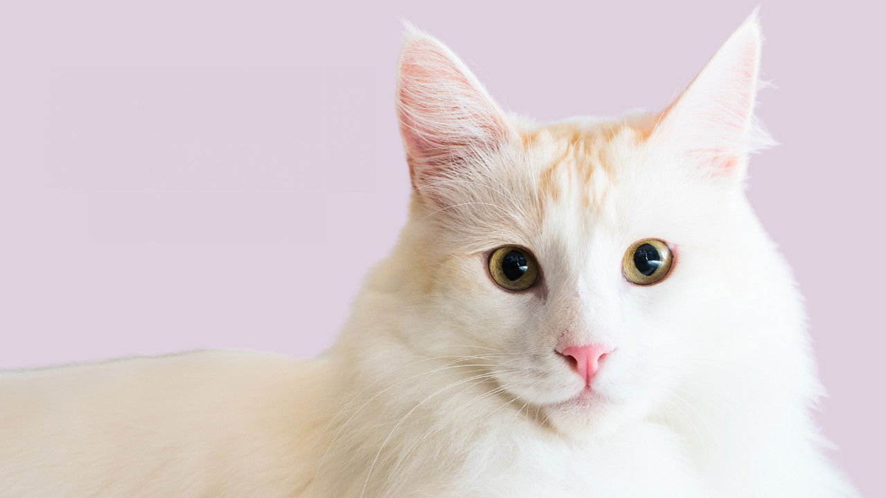 Catwalk 2: The Comeback Cats backdrop